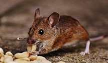 24 Hour & Emergency Exterminators in Center Hill, FL